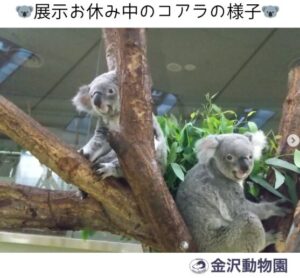 金沢動物園のコアラ