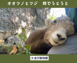 金沢動物園オオツノヒツジ